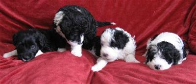 Portuguese Water Dog Puppies for Sale
